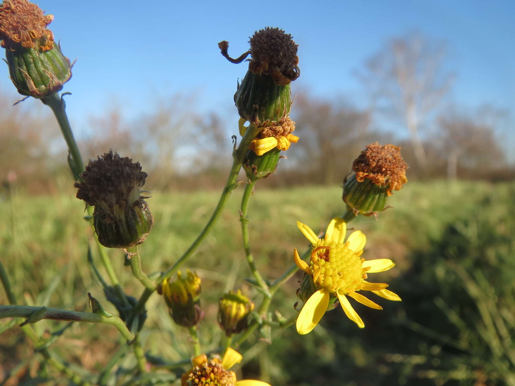 Imagem de Senecio inaequidens DC.