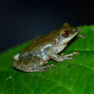 Image of Beddome's bubble-nest frog