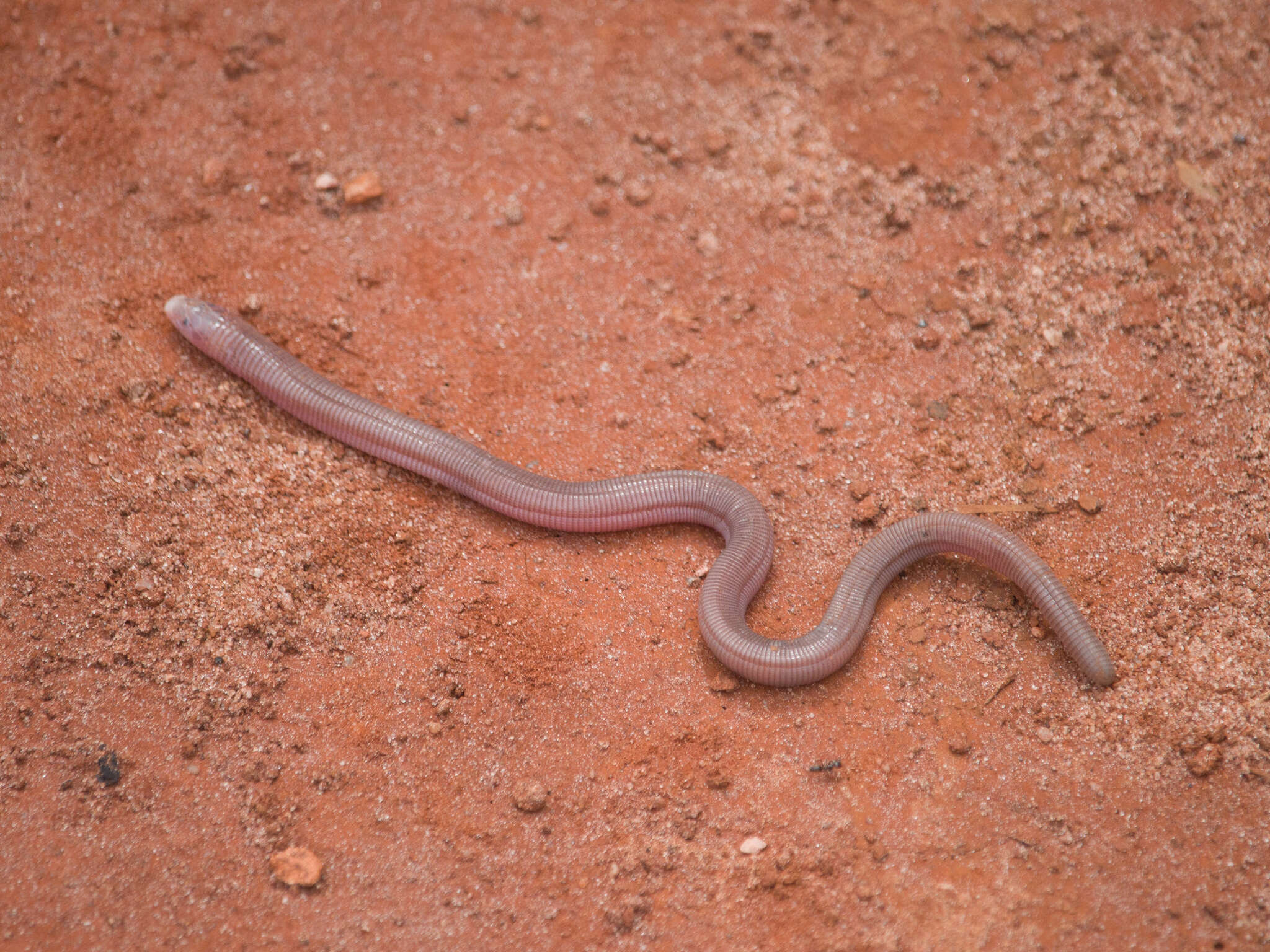 Image of Amphisbaena roberti Gans 1964