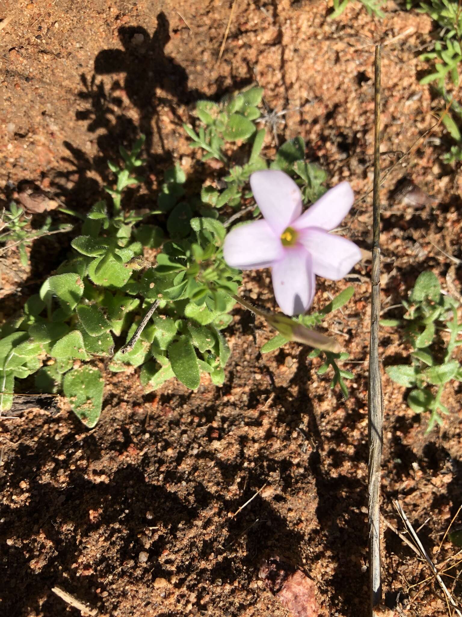 Sivun Oxalis ebracteata Savign. kuva