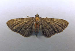 Imagem de Eupithecia haworthiata Doubleday 1856