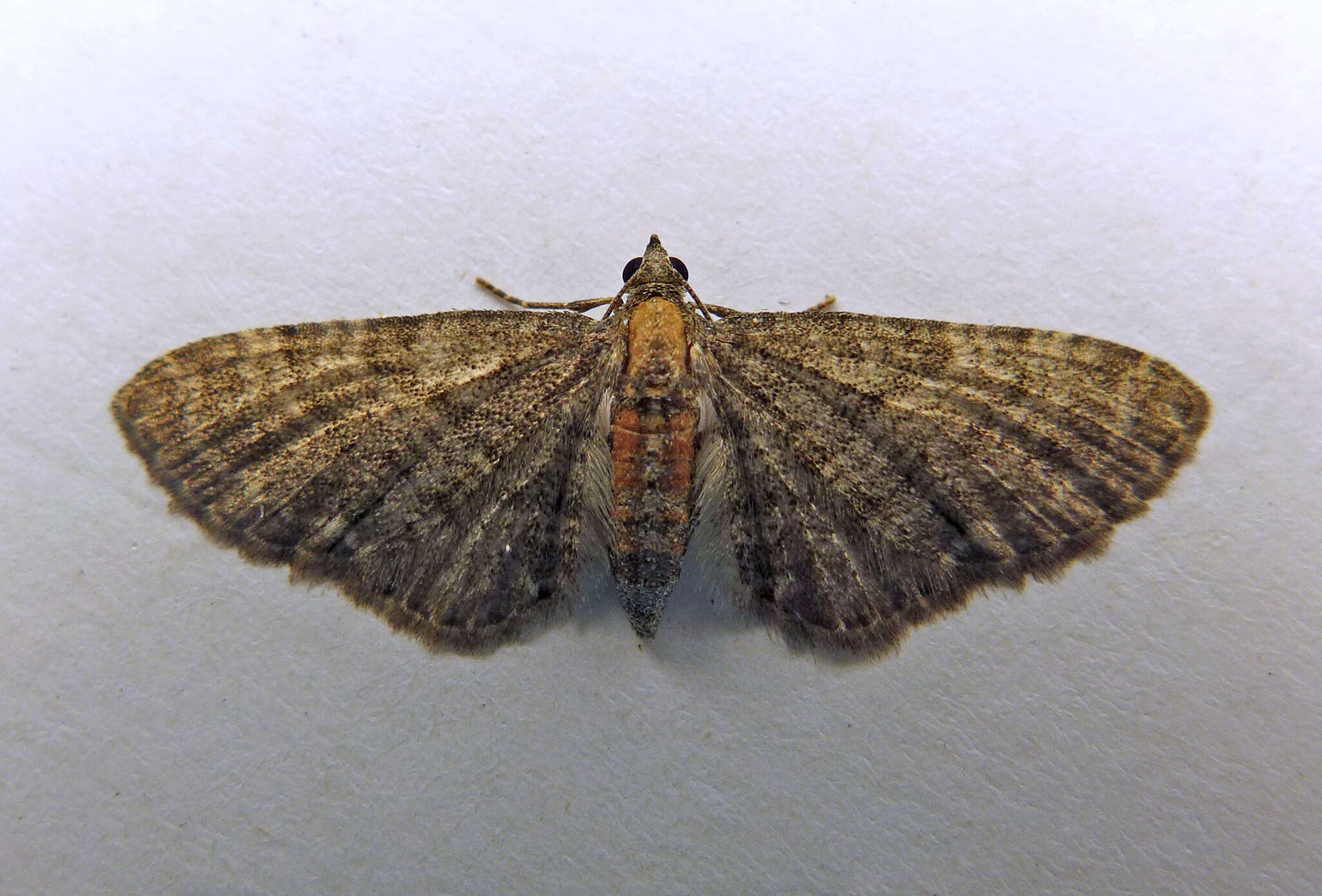 Imagem de Eupithecia haworthiata Doubleday 1856