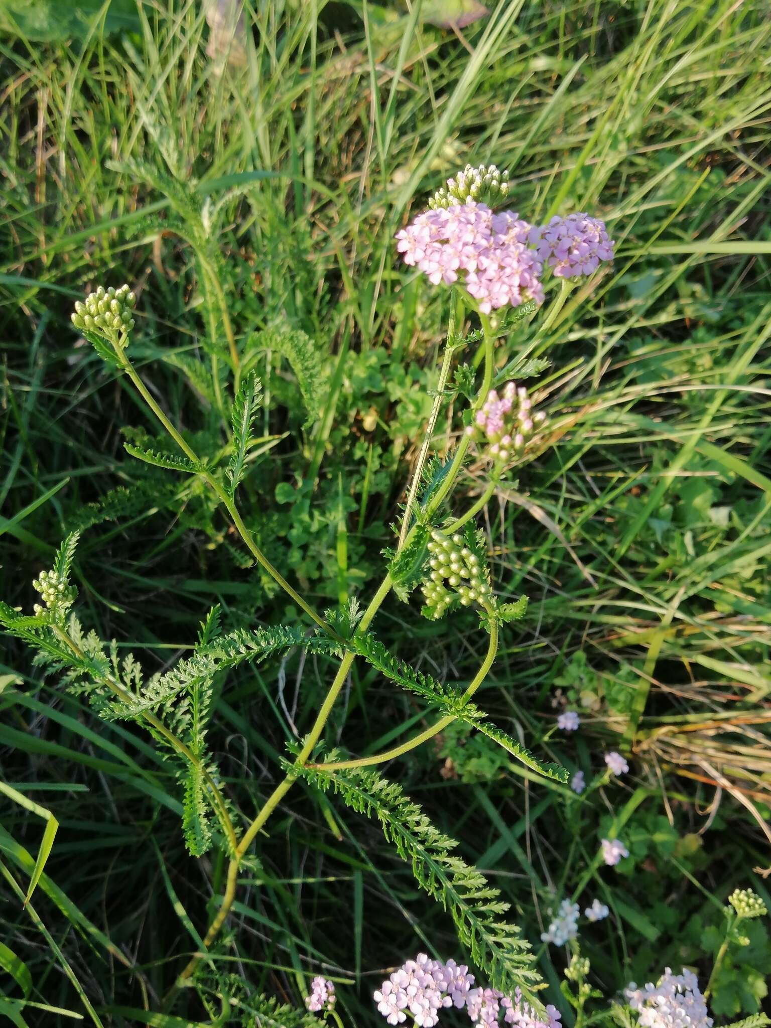 Sivun Achillea roseo-alba Ehrend. kuva