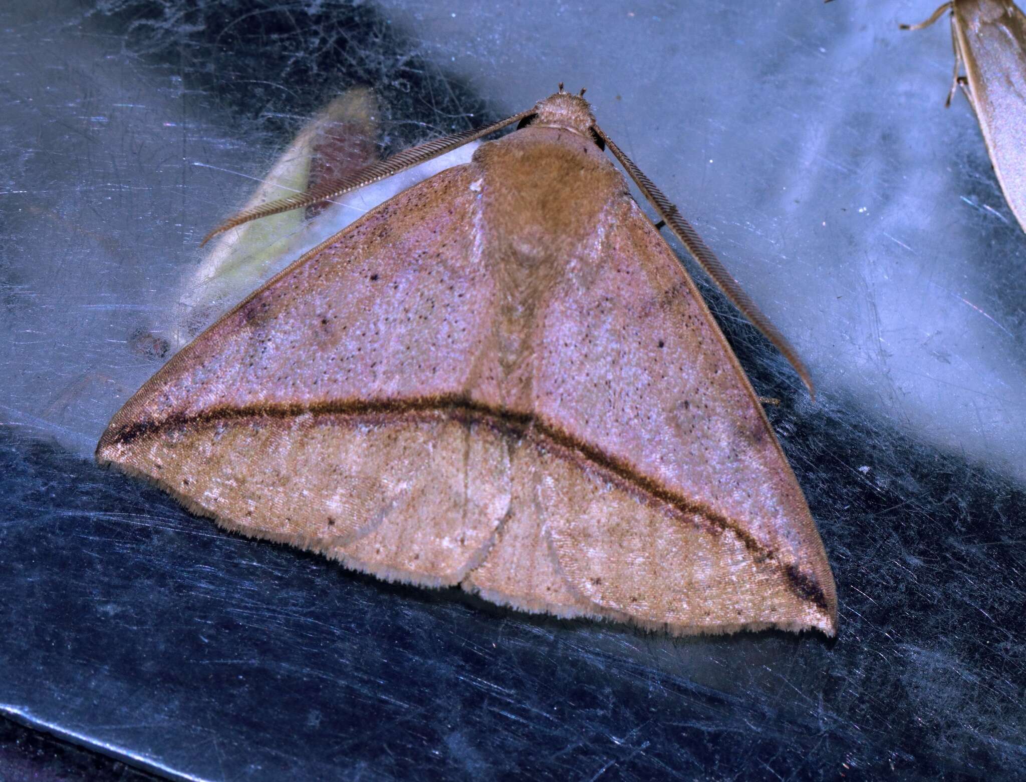 Image of Ugia purpurea Galsworthy 1997