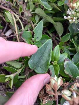 Image of Mikania involucrata Hook. & Arn.