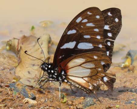 Image of common graphium