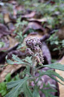 Image of Artemisia indica Willd.