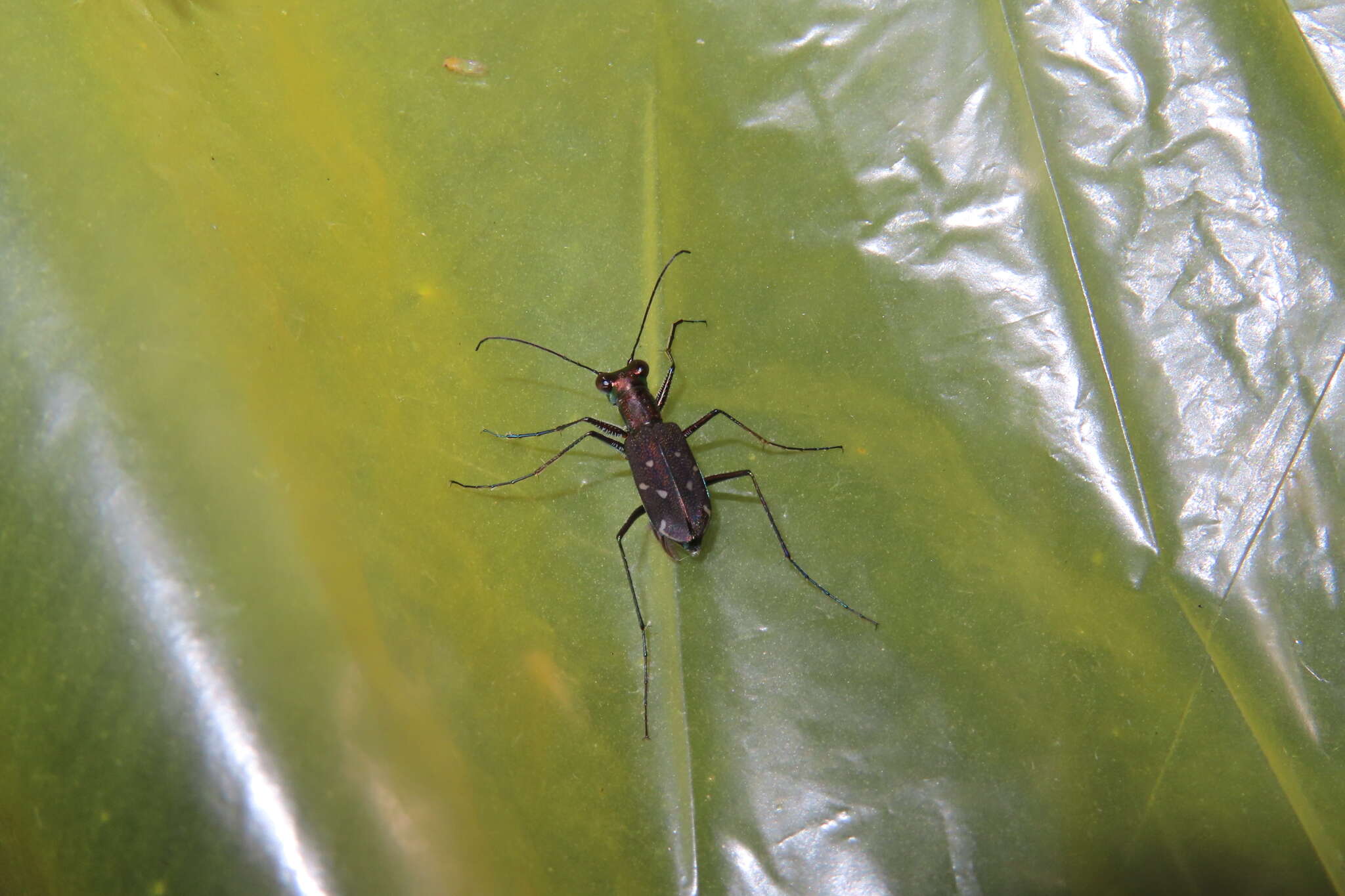 Cylindera (Ifasina) kaleea angulimaculata (Mandl 1955) resmi