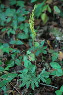 Image of Cut-Leaf Grape Fern