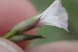 Image de Ipomoea leucantha Jacq.