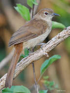 Image of Northern Brownbul