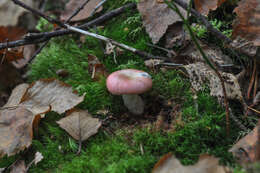 Image of Russula betularum Hora 1960