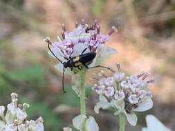 Imagem de Typocerus lunulatus texanus Linsley & Chemsak 1976