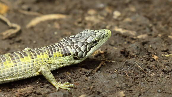 Image of Chiszar's Arboreal Alligator Lizard