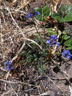 Image of bluehead gilia