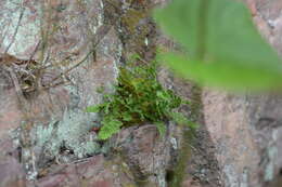 Image of alpine woodsia