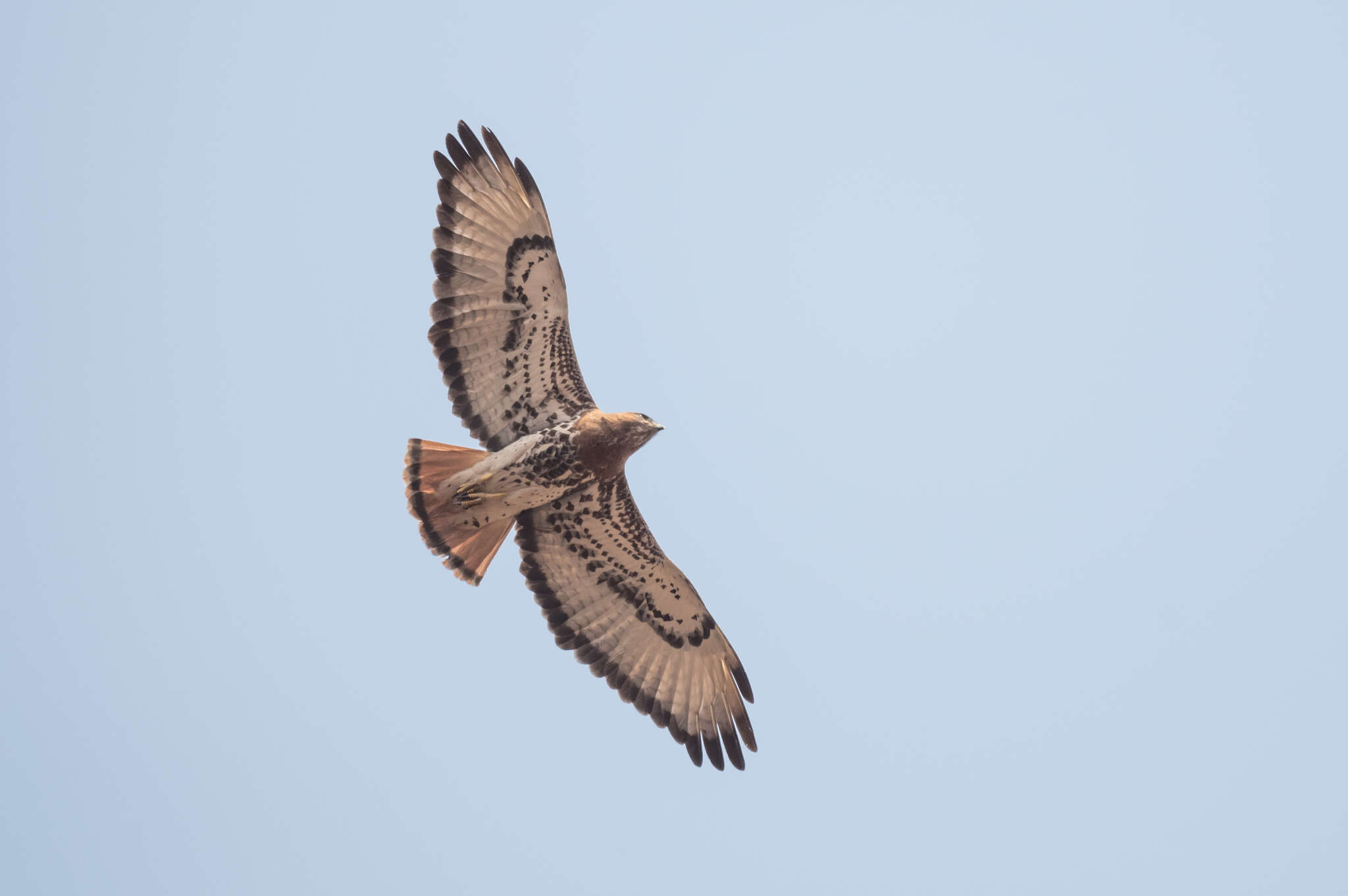 Image of African Red-tailed Buzzard