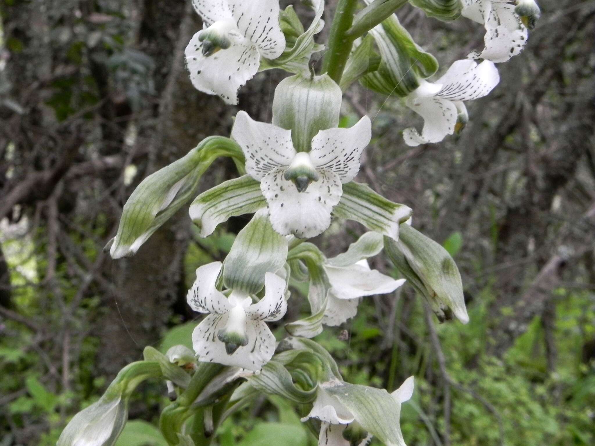 Image of Chloraea galeata Lindl.