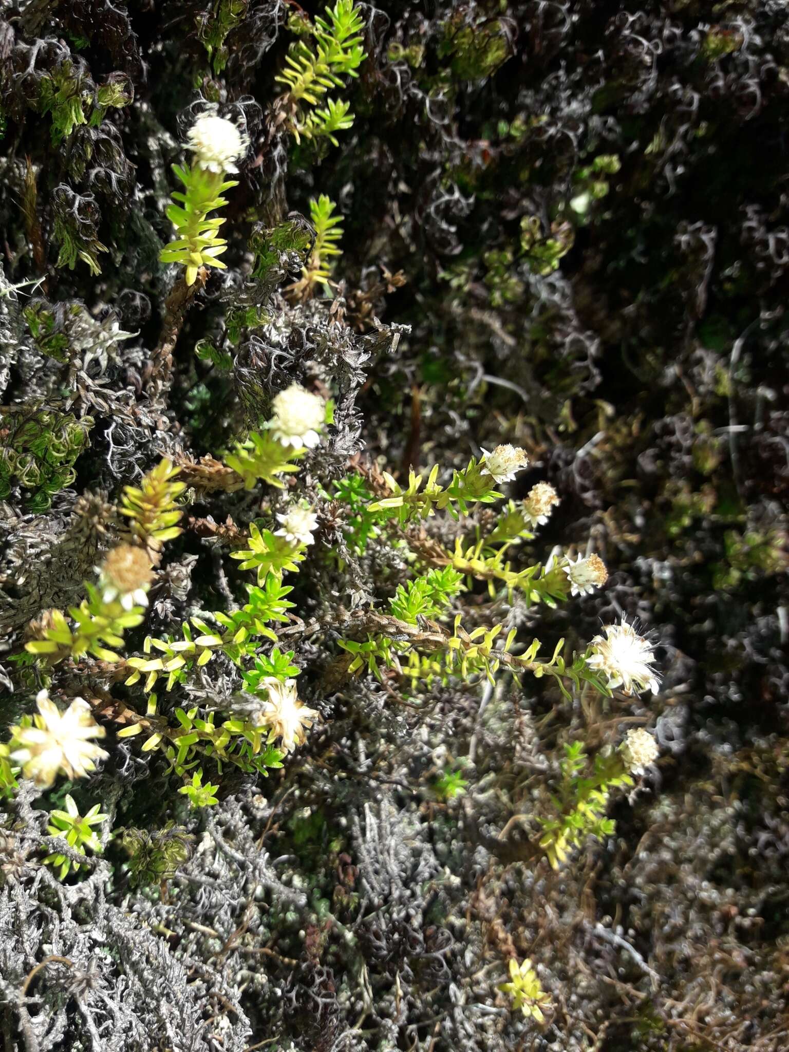 Image of Raoulia glabra Hook. fil.