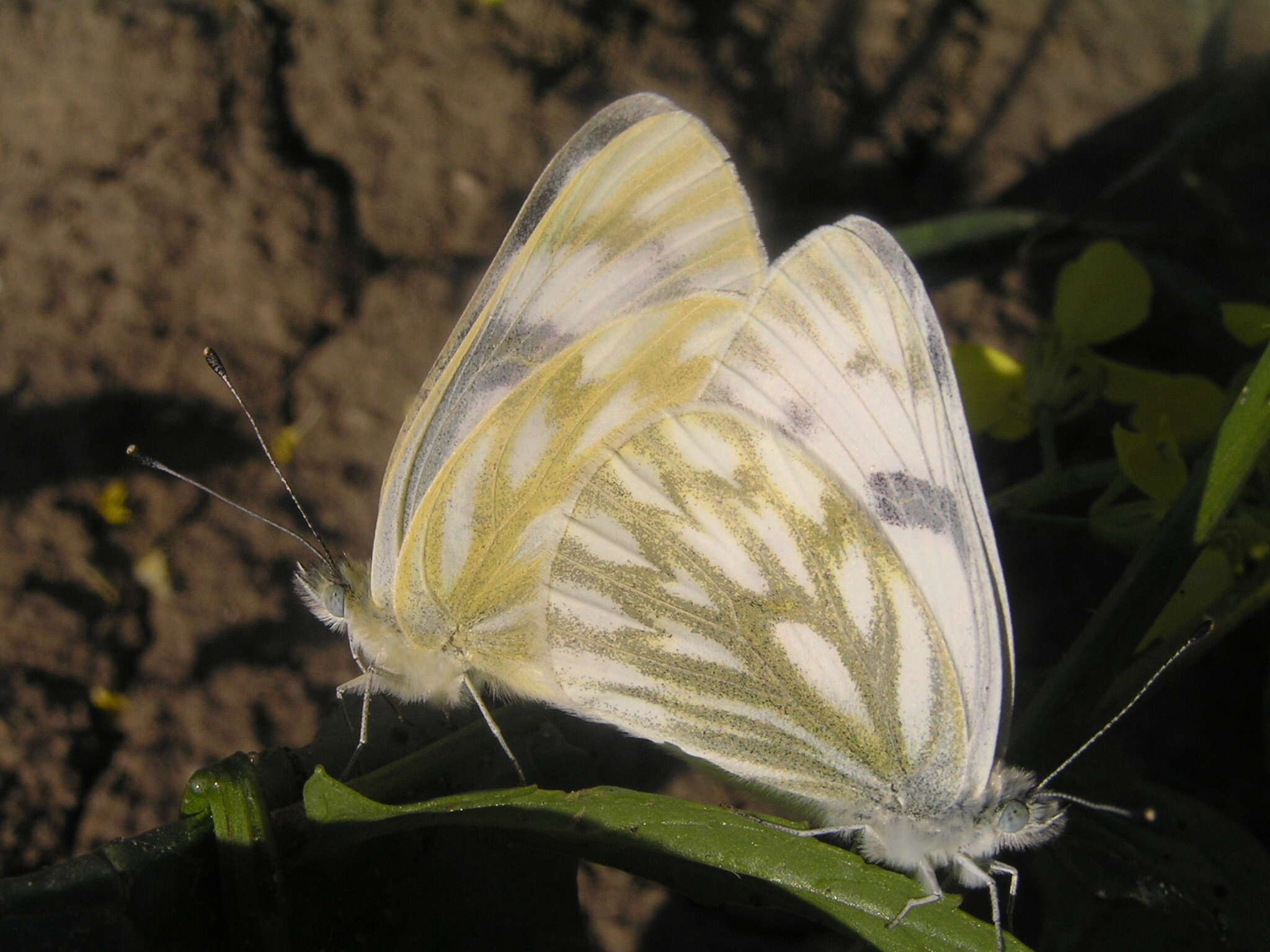 Image of Western White