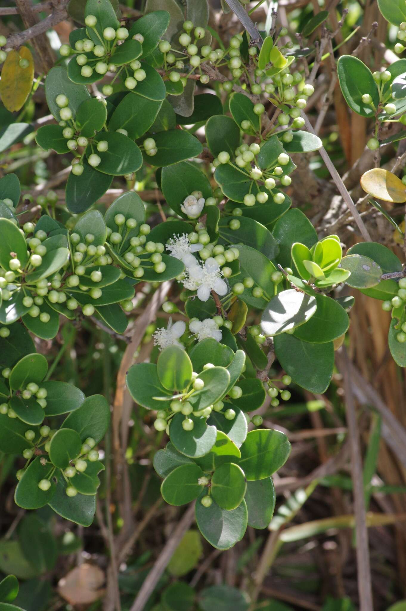 Image of Dune myrtle