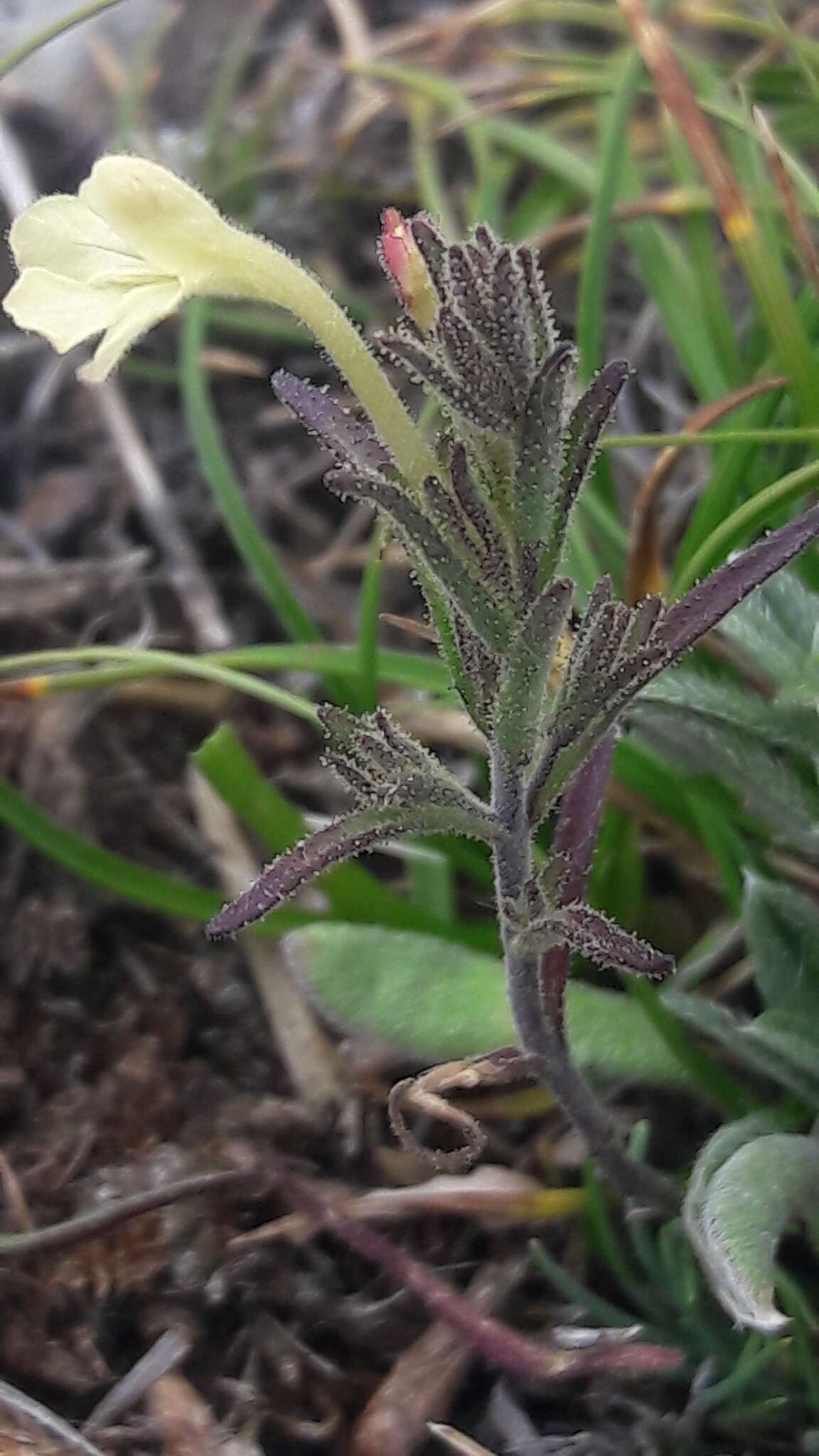 Image de Macrosyringion longiflorum (Vahl) Rothm.