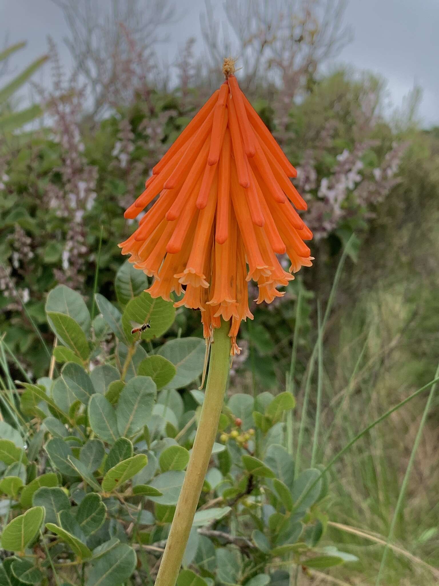 Image of Common Mandarin Poker