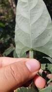 Image of arrowleaf butterfly pea