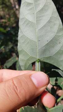 Imagem de Centrosema sagittatum (Willd.) L. Riley