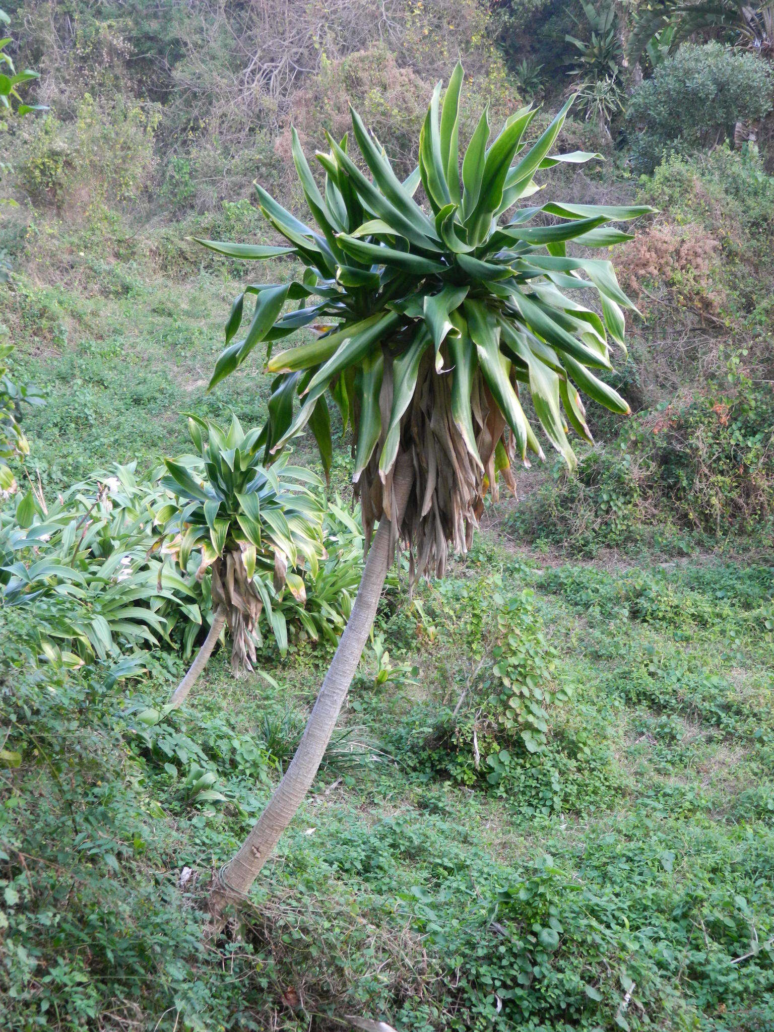 Image of large-leaved dragon tree