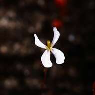 Image de Stylidium udusicola A. Lowrie & K. F. Kenneally