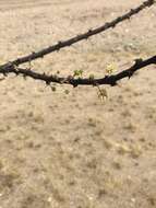 Image of Vachellia reficiens (Wawra) Kyal. & Boatwr.