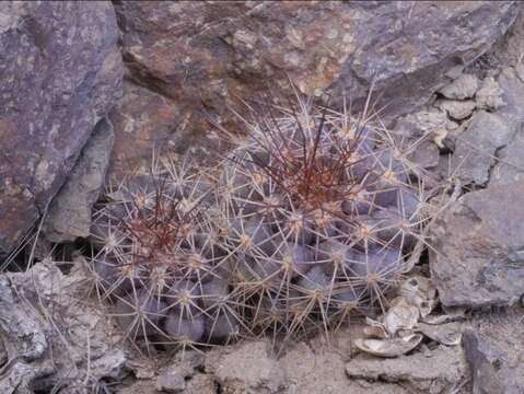 Image of Copiapoa humilis subsp. tocopillana (F. Ritter) D. R. Hunt