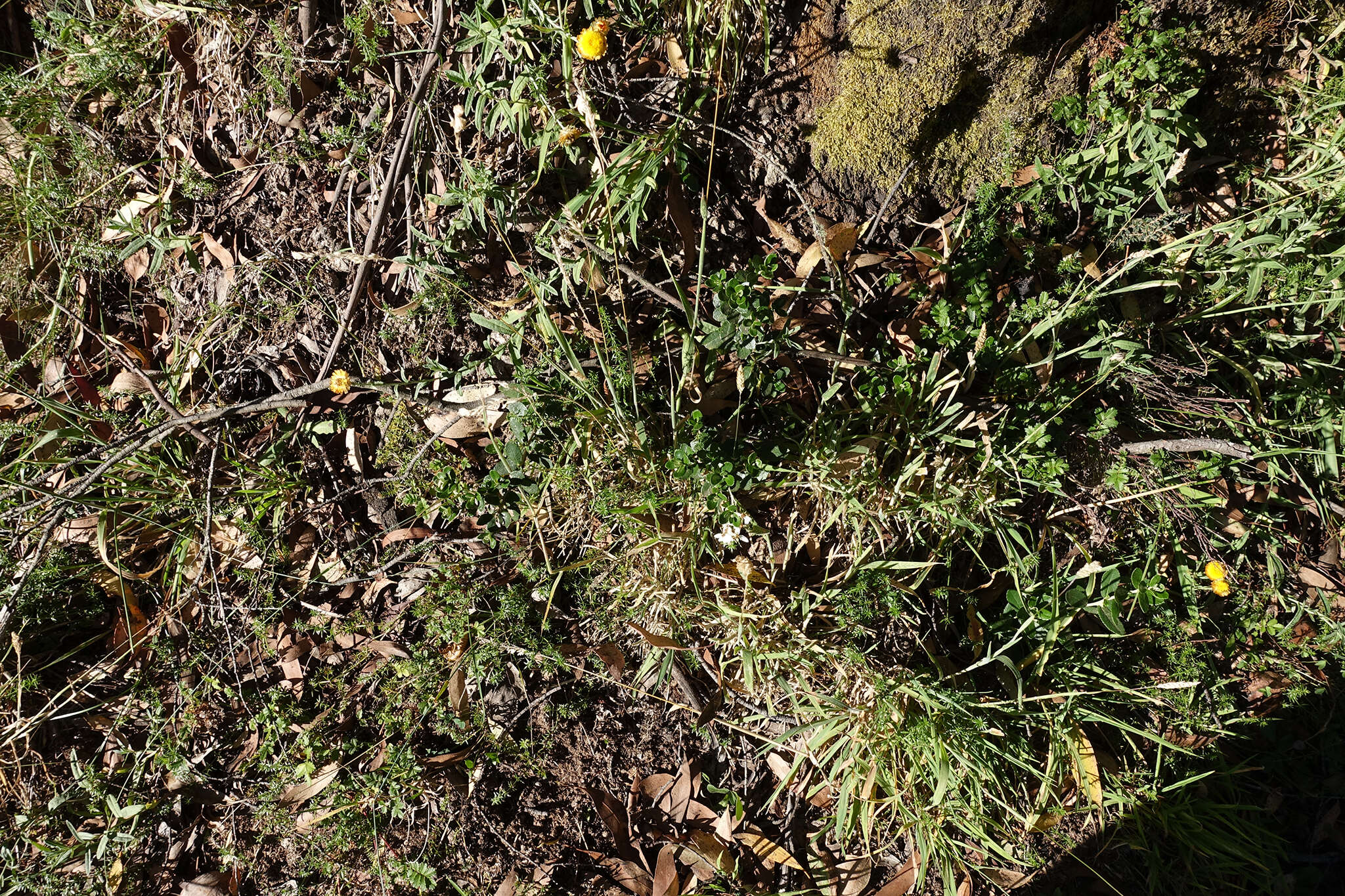 Image of Olearia myrsinoides (Labill.) F. Müll.