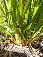 Image of Dianella latissima Heenan & de Lange