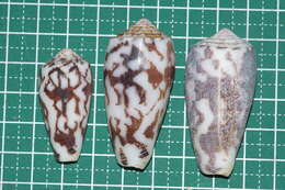 Image of Striated cone snail