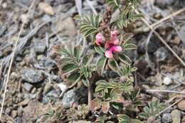 Plancia ëd Indigofera alternans DC.