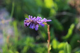 Image of Wulfenia