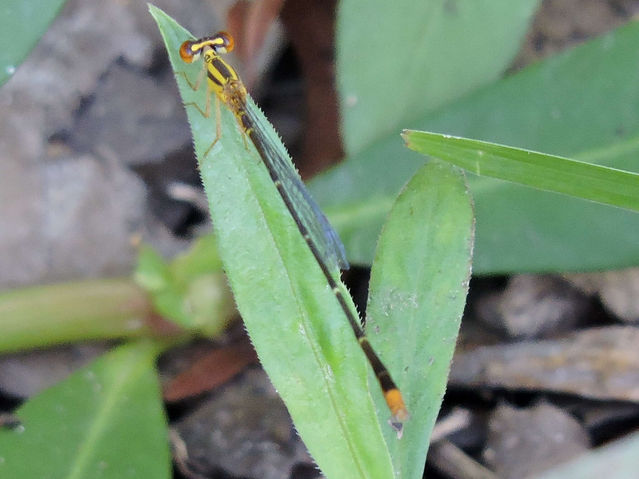 Image of Orange Bluet