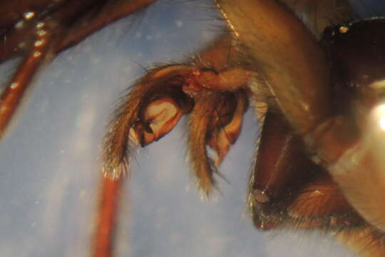 Image of Inermocoelotes inermis (L. Koch 1855)