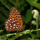 Image of Speyeria aphrodite alcestis Edwards 1876