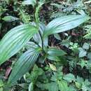 Image of Tricyrtis formosana var. formosana