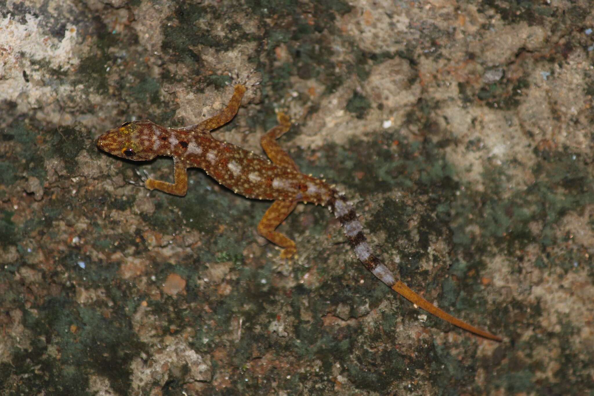 Слика од Cnemaspis australis Manamendra-arachchi, Batuwita & Pethiyagoda 2007
