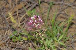 Image of Rio Grande clammyweed