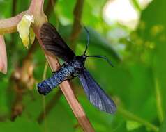 Image of Western Grapeleaf Skeletonizer