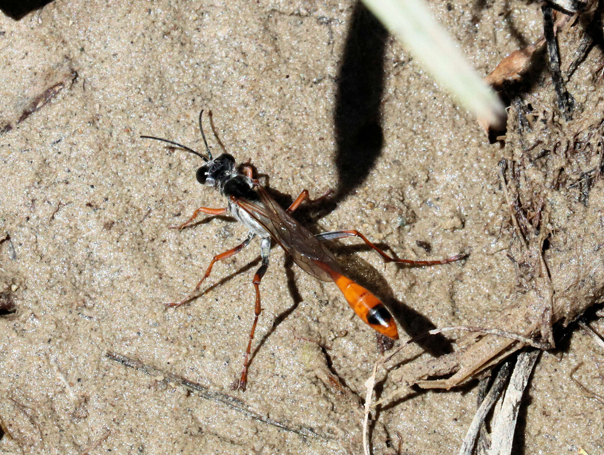 Image of Abert's Black-spotted Sand Wasp