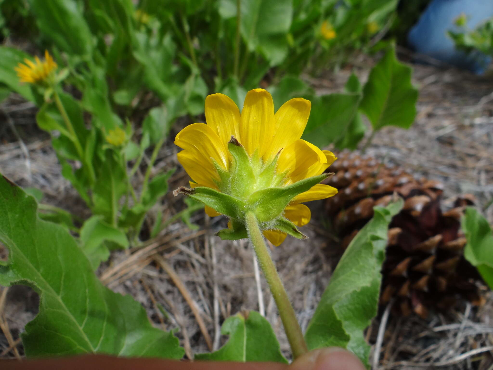 Image of deltoid balsamroot