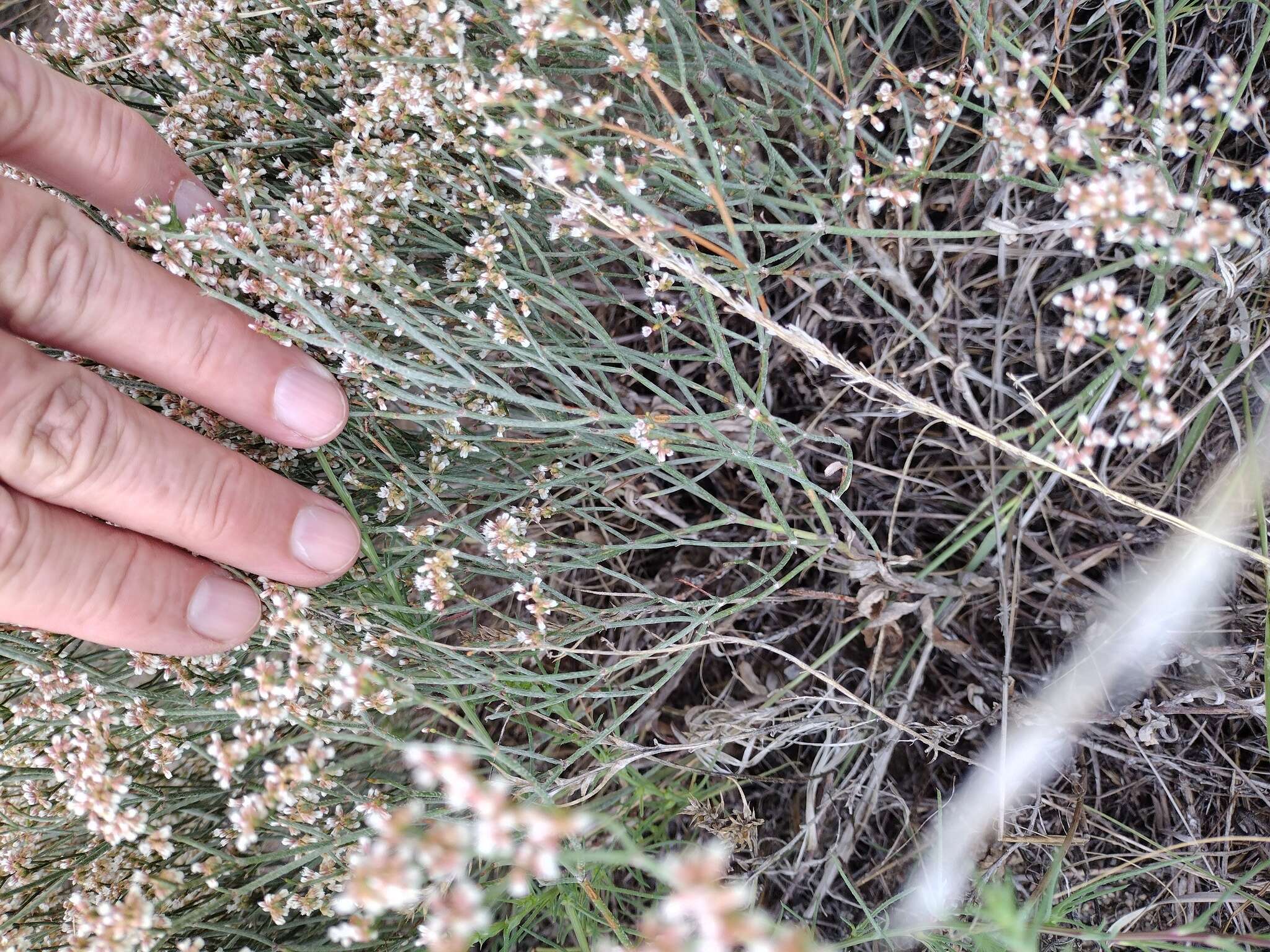 Image of spreading buckwheat