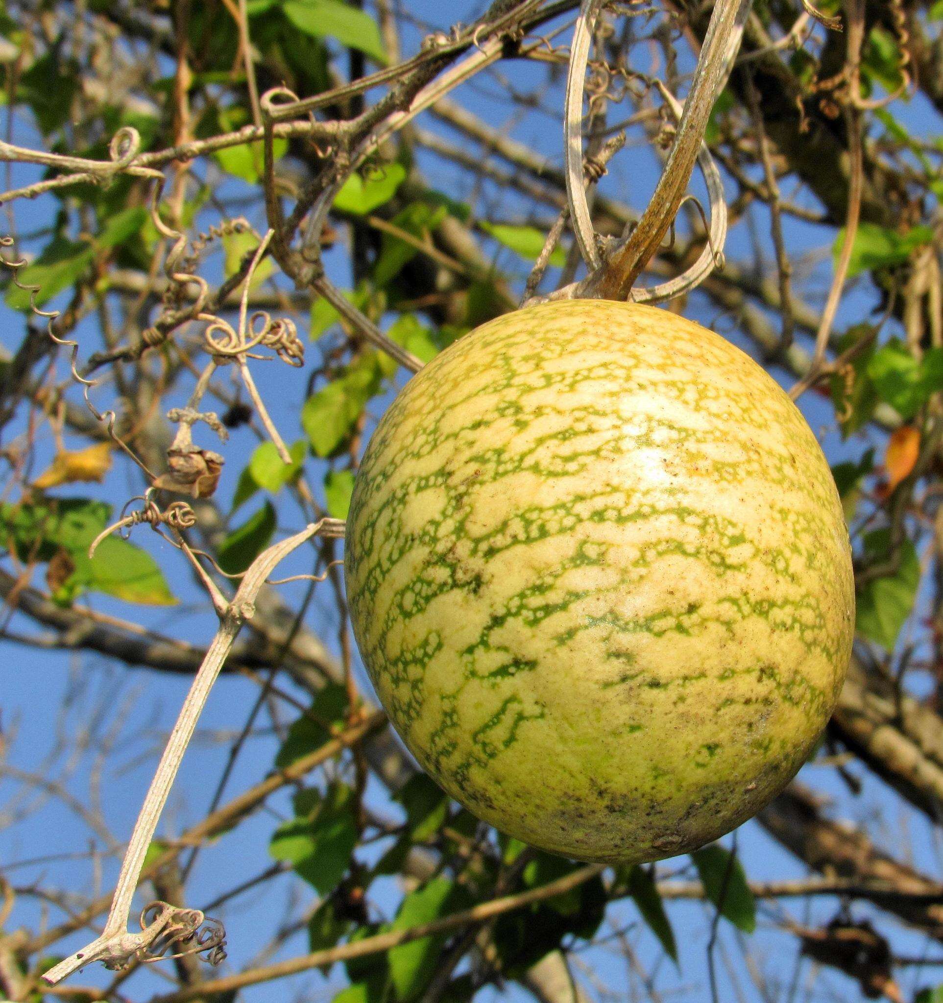 Image of wild melon