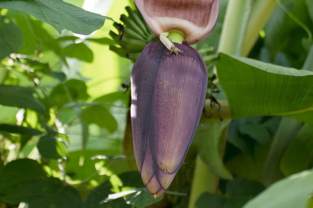 Image of Musa acuminata subsp. siamea N. W. Simmonds